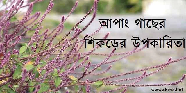 আপাং গাছের শিকড়ের উপকারিতা