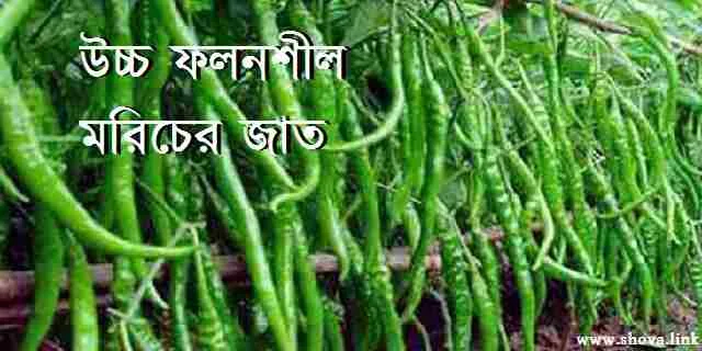 উচ্চ ফলনশীল মরিচের জাত