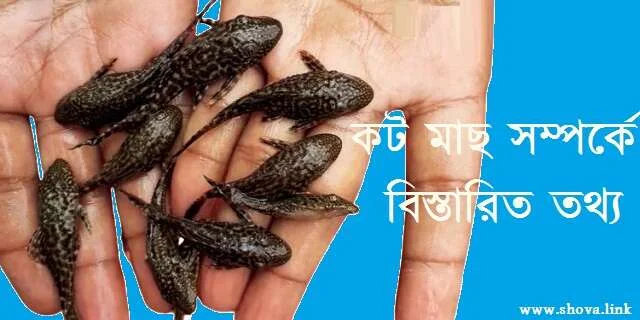 কট মাছ