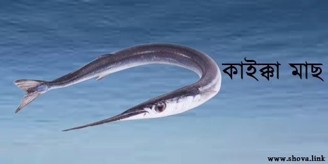 কাইক্কা মাছ