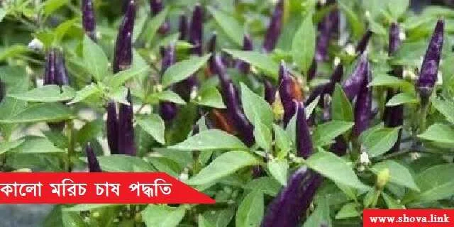 কালো মরিচ চাষ পদ্ধতি