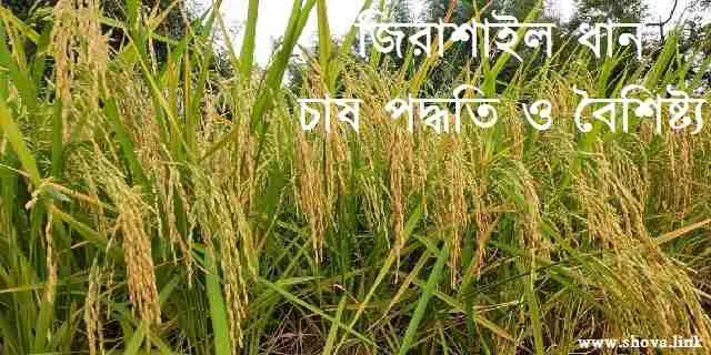 জিরাশাইল ধান