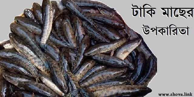 টাকি মাছের উপকারিতা