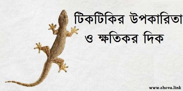 টিকটিকির উপকারিতা