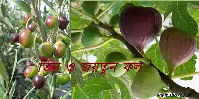 তিন ও জয়তুন ফল