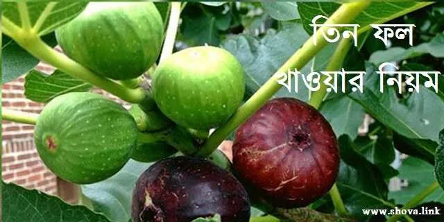 তিন ফল খাওয়ার নিয়ম