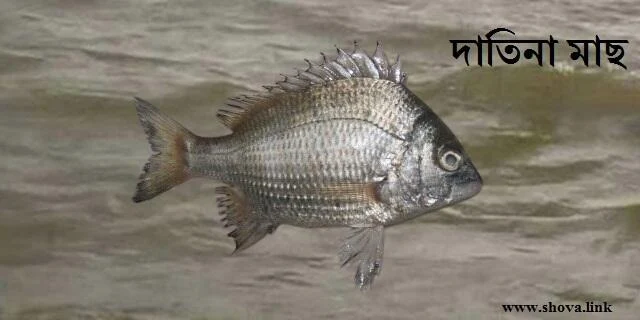 দাতিনা মাছ