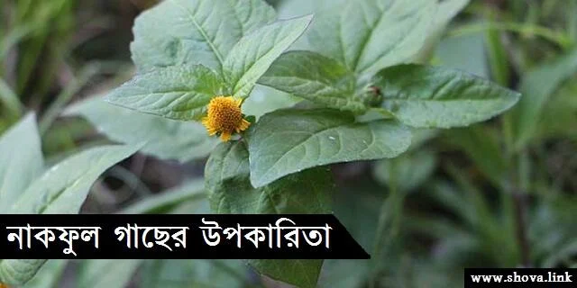 নাকফুল গাছের উপকারিতা