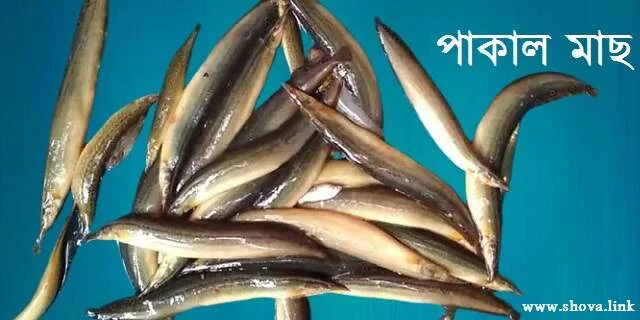 পাকাল মাছ