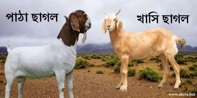 পাঠা ছাগল ও খাসি ছাগল