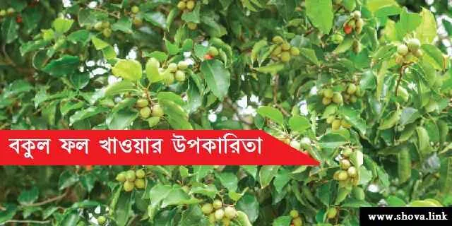 বকুল ফল খাওয়ার উপকারিতা