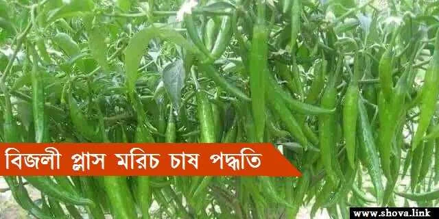বিজলী প্লাস মরিচ চাষ পদ্ধতি
