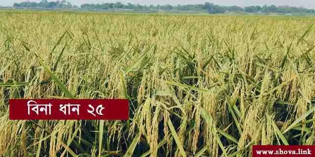 বিনা ধান ২৫