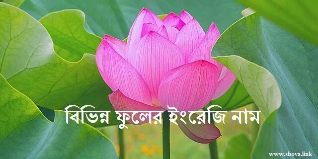 বিভিন্ন ফুলের ইংরেজি নাম