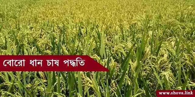 বোরো ধান চাষ পদ্ধতি