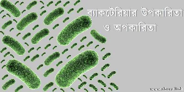 ব্যাকটেরিয়ার উপকারিতা ও অপকারিতা