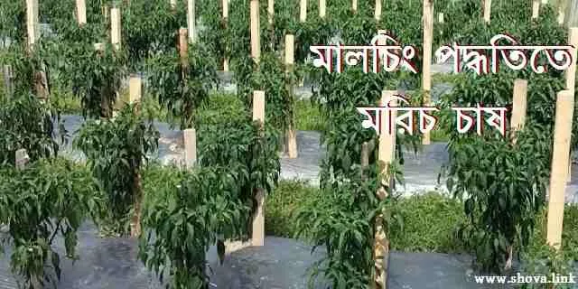 মালচিং পদ্ধতিতে মরিচ চাষ