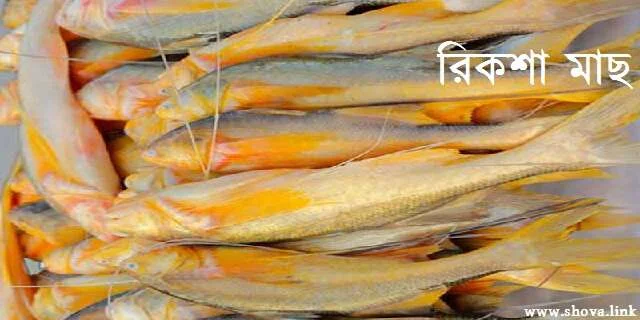 রিকশা মাছ