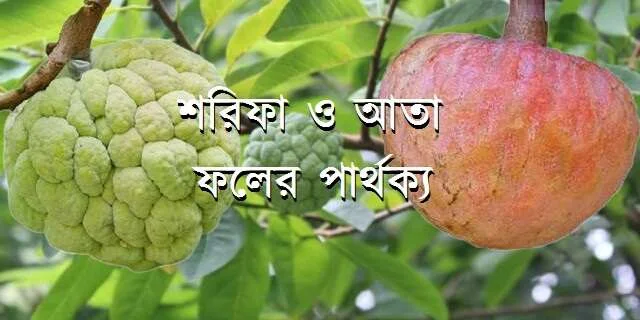 শরিফা ও আতা ফলের পার্থক্য