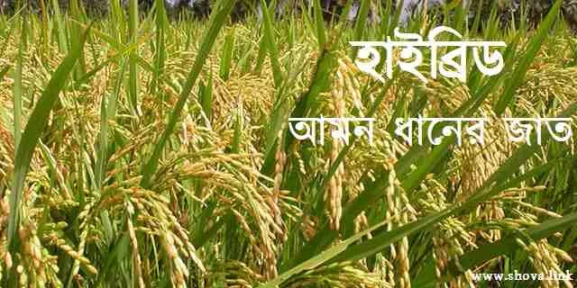 হাইব্রিড আমন ধানের জাত