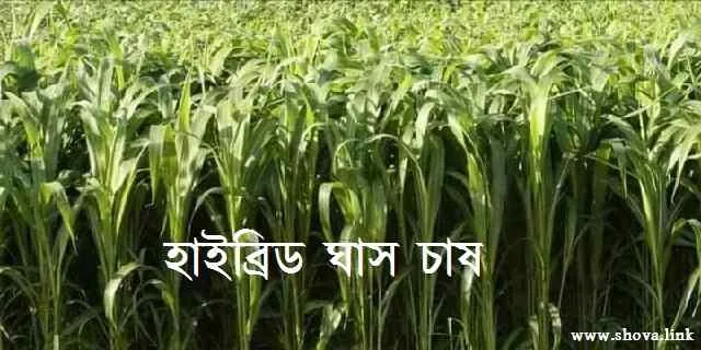 হাইব্রিড ঘাস চাষ
